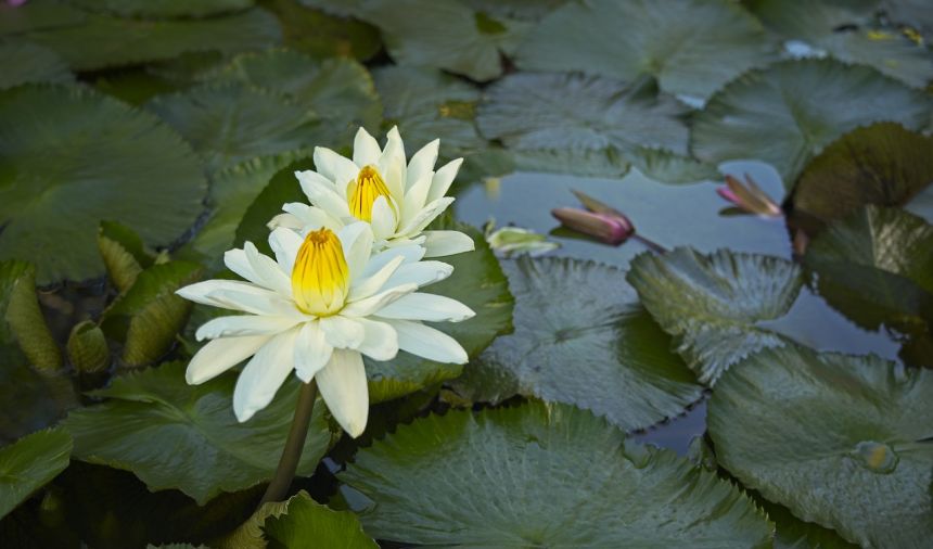 睡莲,水生植物,睡莲科