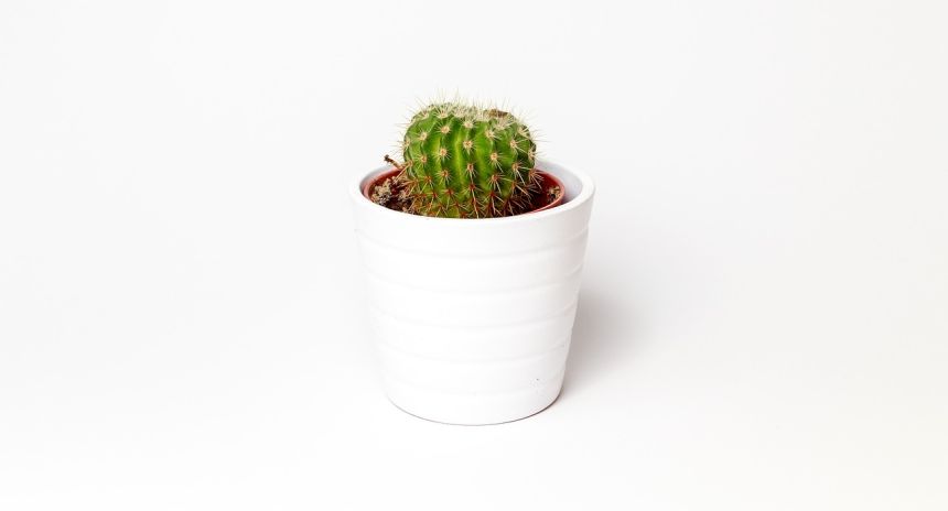 仙人掌极简主义植物