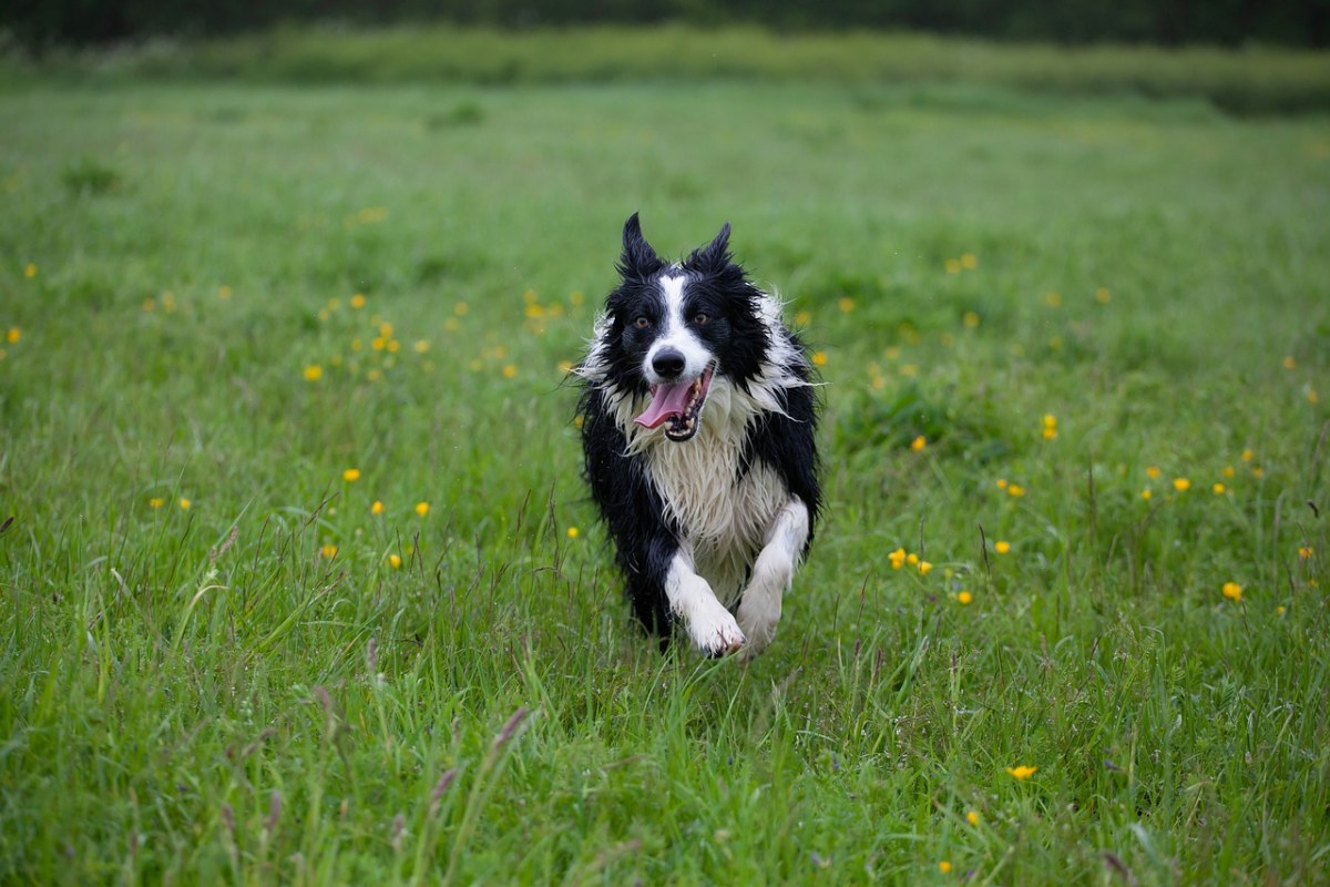 边境牧羊犬,湿狗,牧羊犬