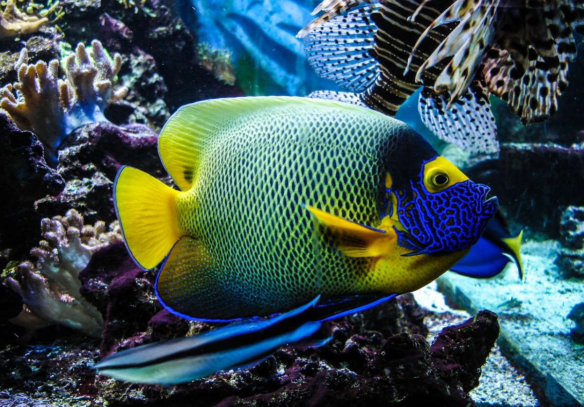 鱼,水族馆,水下