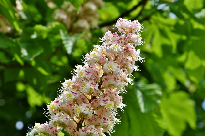 板栗开花,板栗,花序