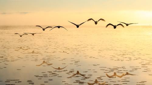 自然保护区湖面上飞行的鸟