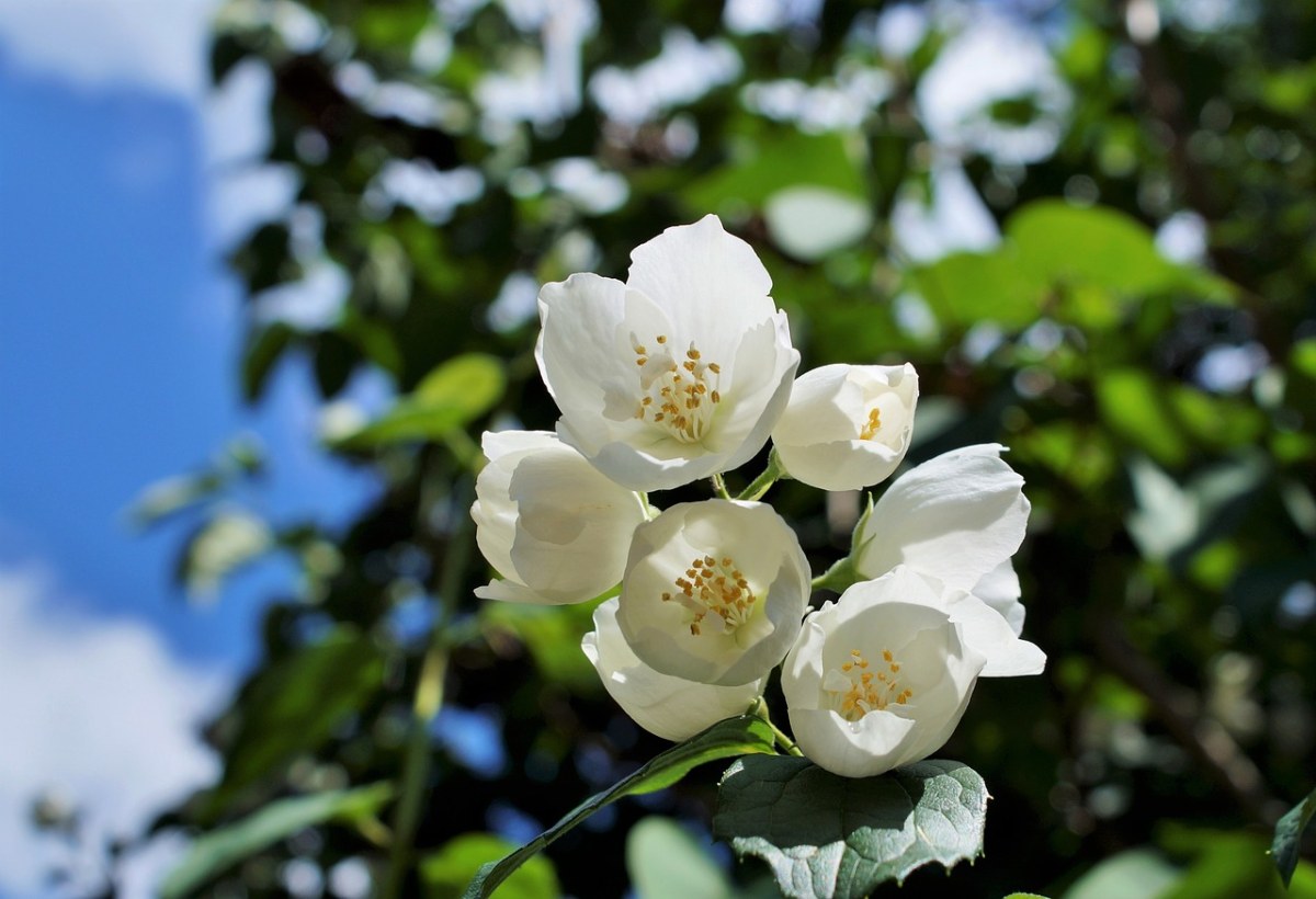 茉莉、茉莉花、白茉莉花免费图片