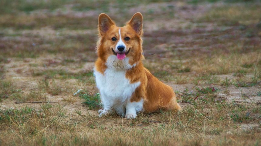 welschcorgi,威尔士矮脚狗,宠物