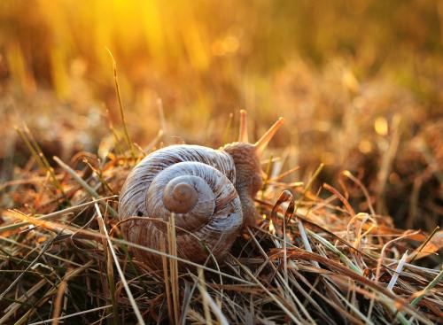 蜗牛、日落、草