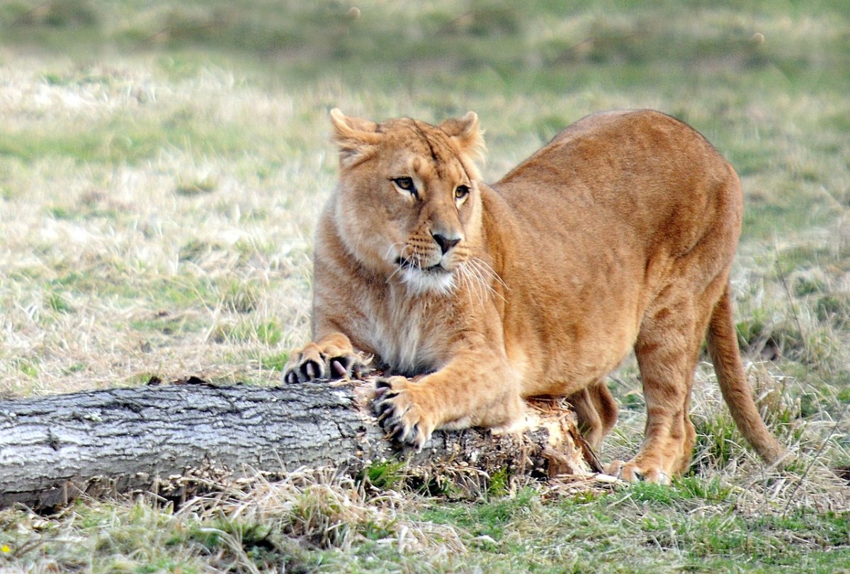 一只母狮免费图片