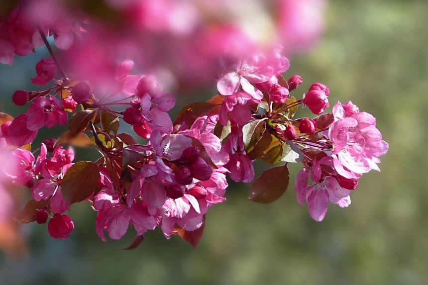 性质,开花,樱花