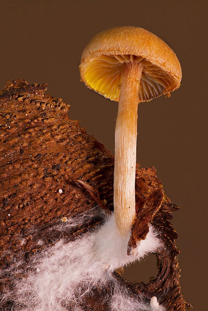 蘑菇,菌丝,小蘑菇