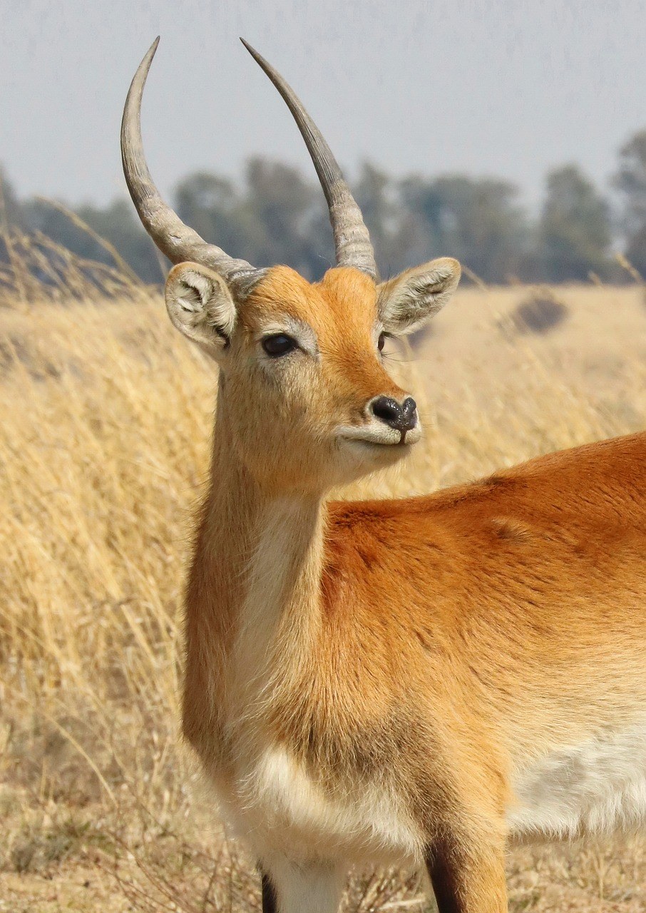Lechwe、沼泽羚羊、Karfu免费图片