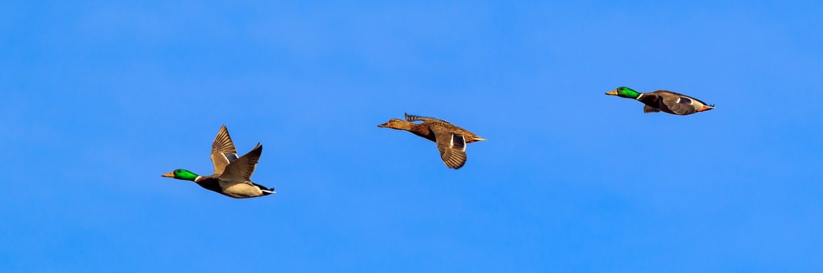 天空飞翔的绿头鸭免费图片