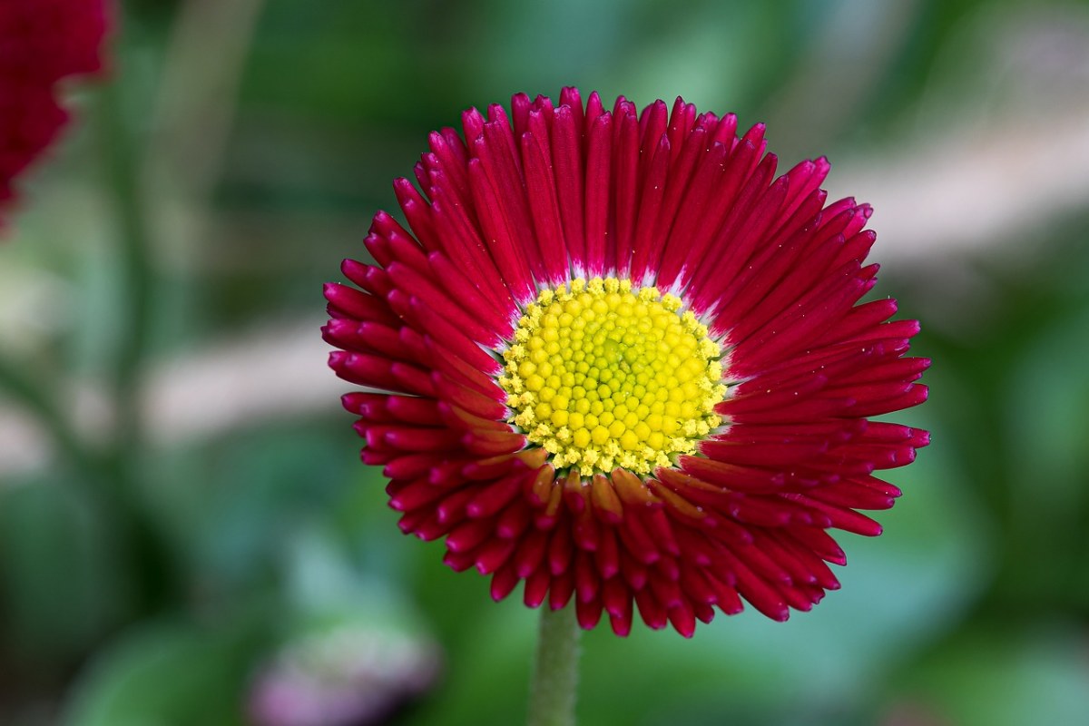 雏菊,红色,春天