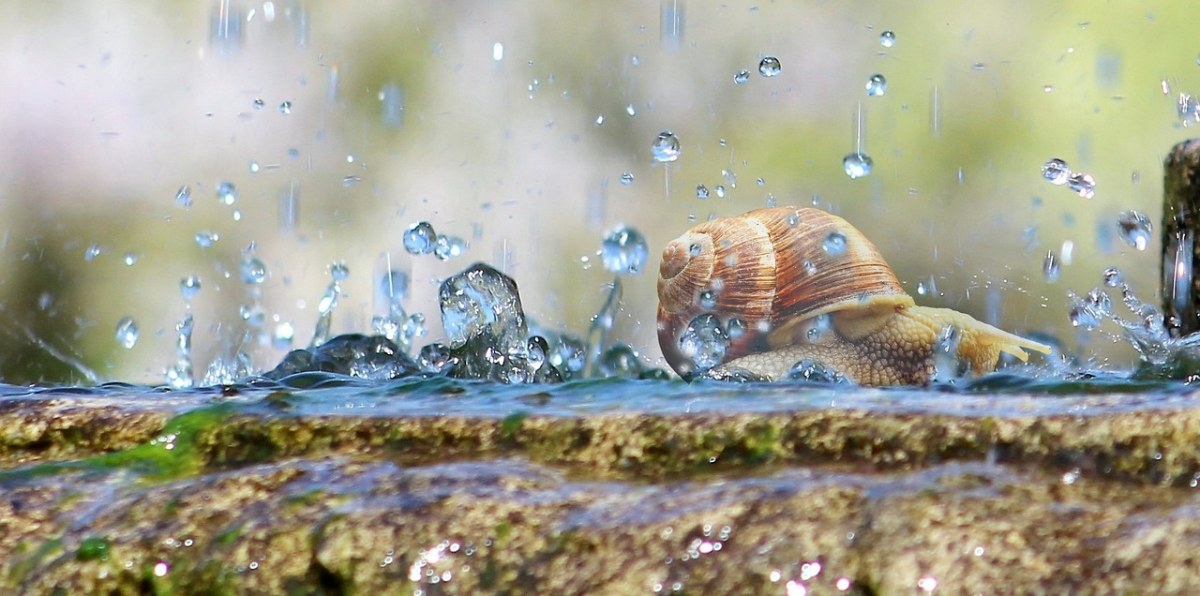 雨中的蜗牛免费图片