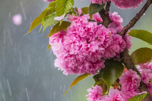 雨中娇艳的樱花花朵