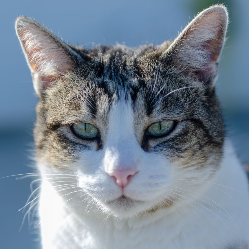 猫,肖像,猫科动物
