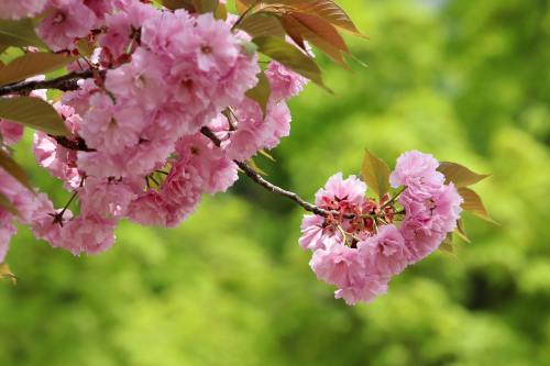 粉色的观赏樱花花朵