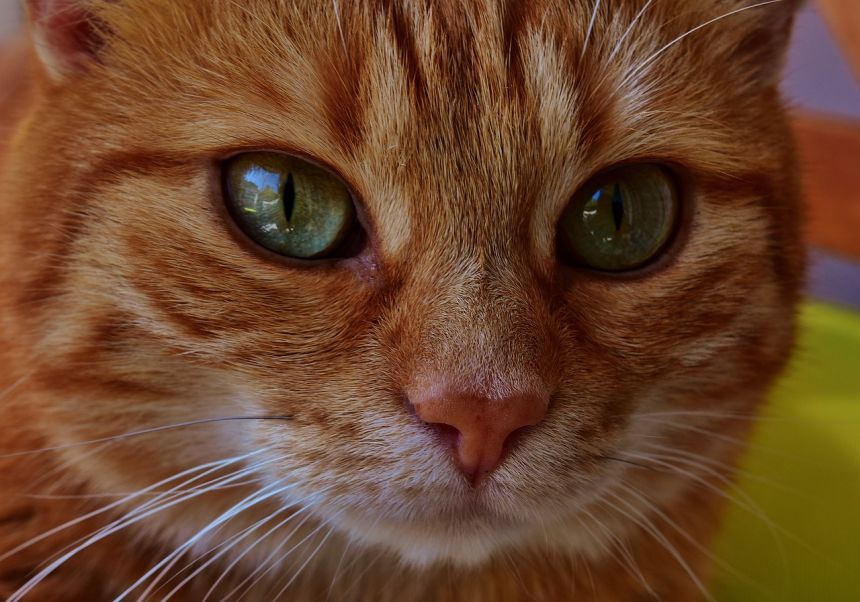 猫,鲭鱼,肖像
