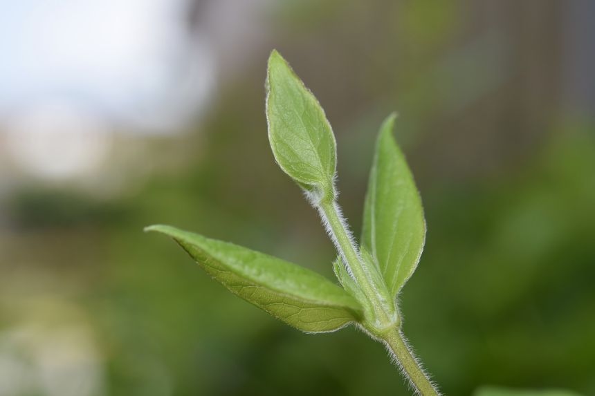 叶叶茎干的毛茸茸的