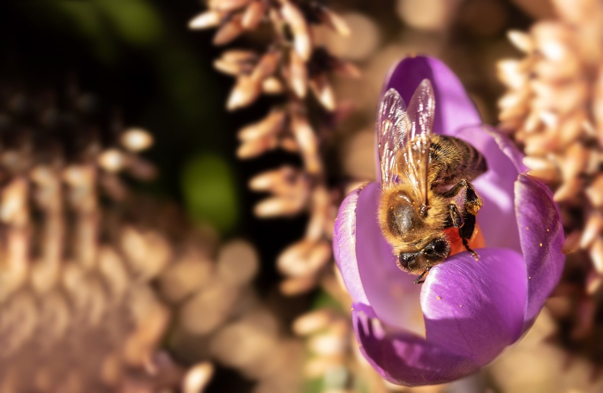 阳光下采花粉的蜜蜂免费图片