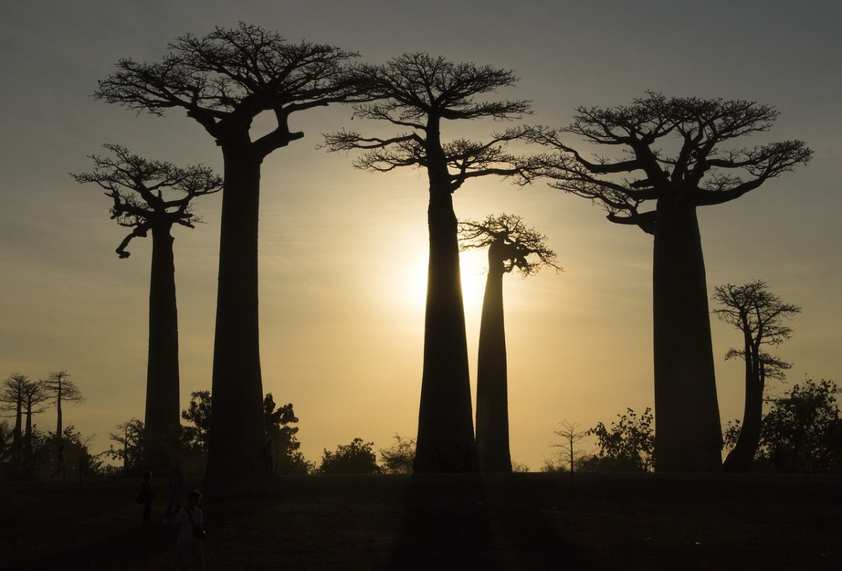 马达加斯加,猴面包树,树