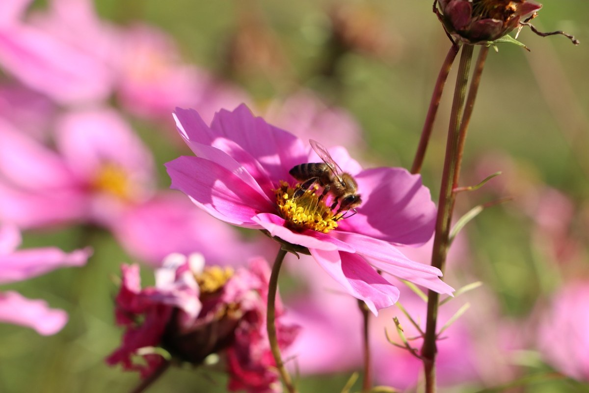 秋英花上的蜜蜂免费图片