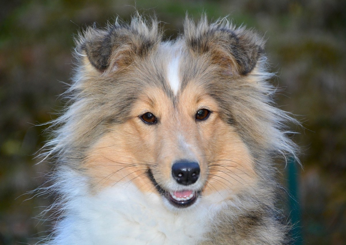 狗,婊子,设得兰群岛牧羊犬