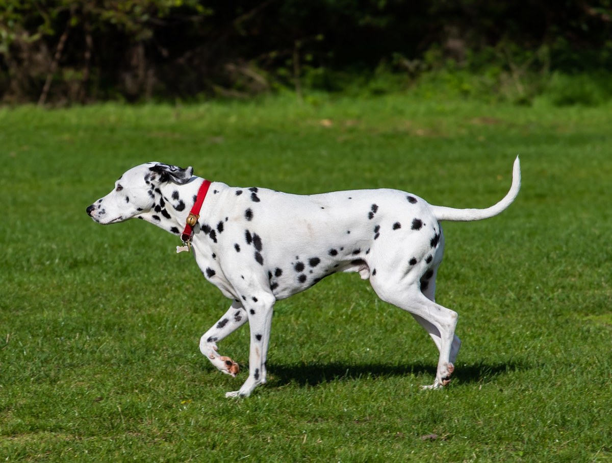 达尔马提亚狗、Dalmatian、狗免费图片