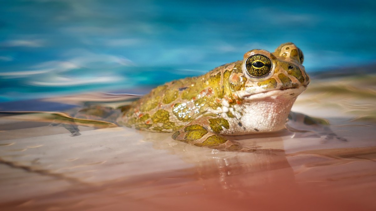 一只青蛙免费图片