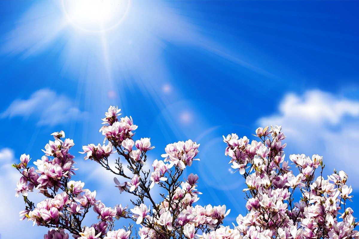春暖花开时阳光下的玉兰花免费图片