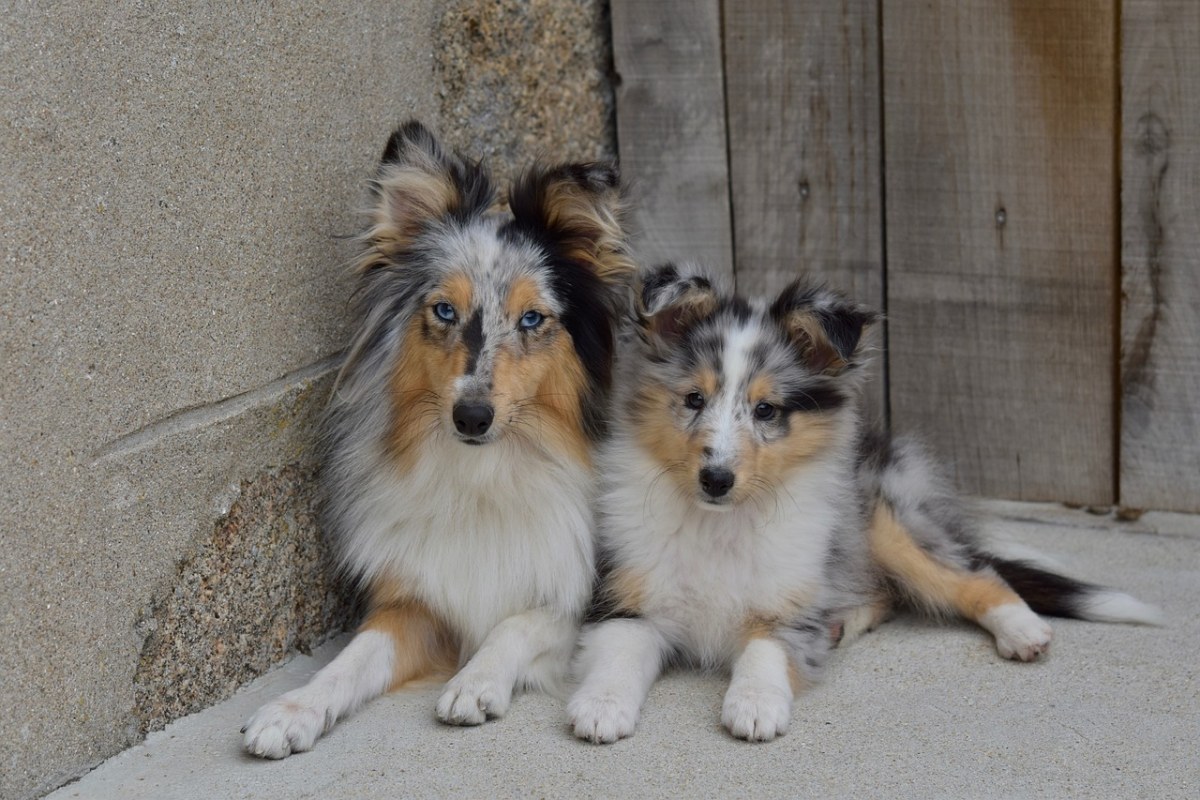 狗,婊子们,女性的设得兰群岛牧羊犬