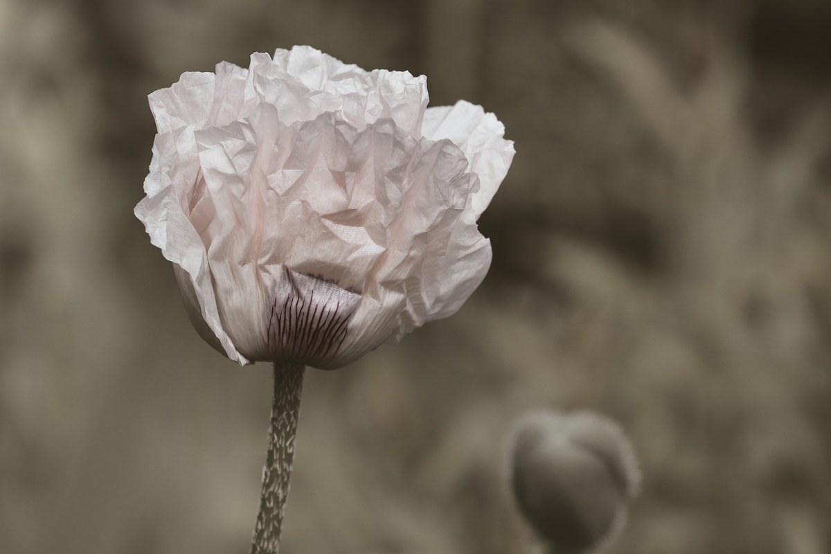 罂粟花白白色的罂粟花