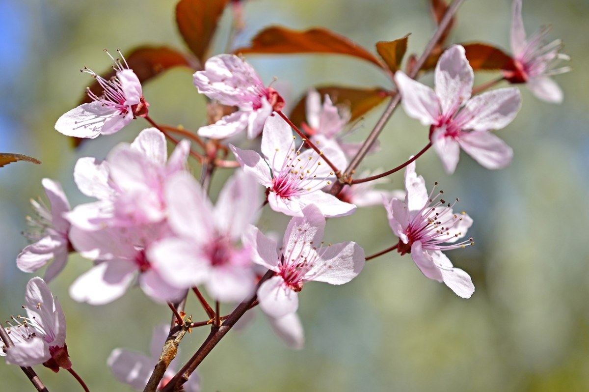 血梅、梅花Cerasifera、樱桃李免费图片