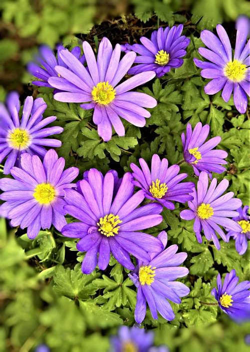 紫色的菊科花朵