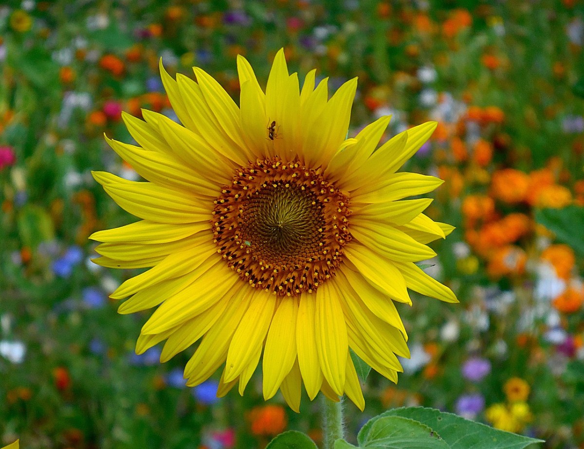 向日葵,花,夏天