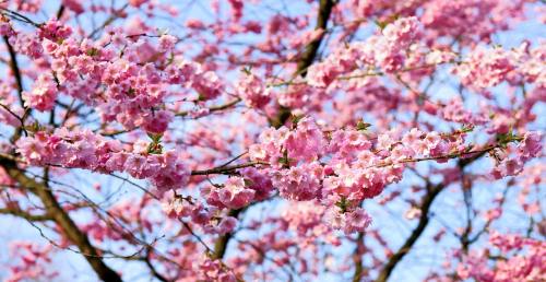 阳光下春天粉红色的樱花