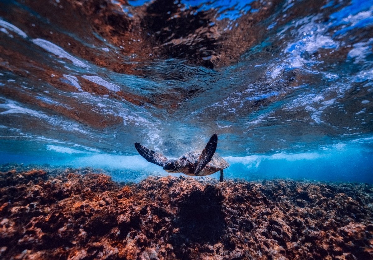 水下的海龟免费图片