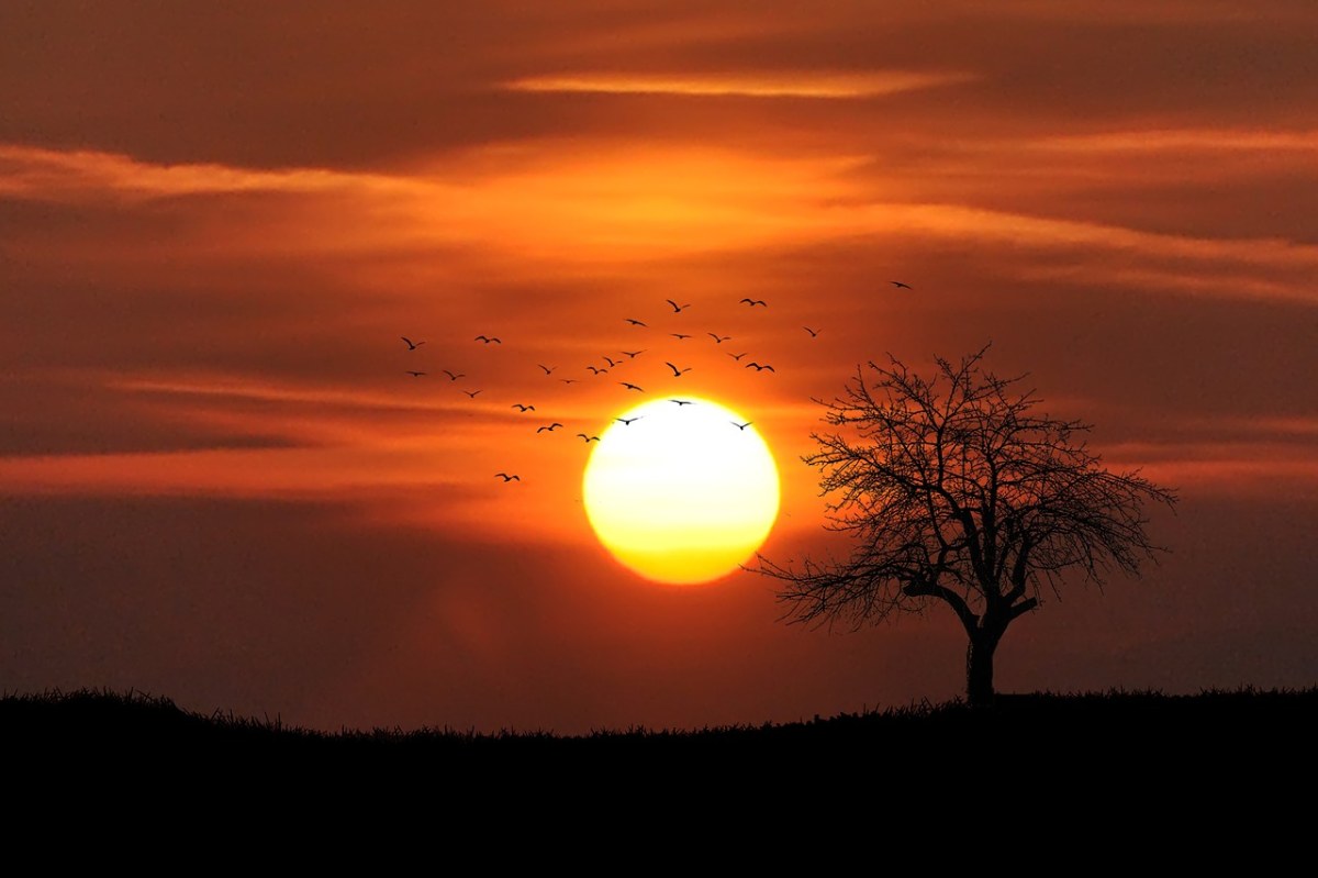日落、树、黄昏免费图片