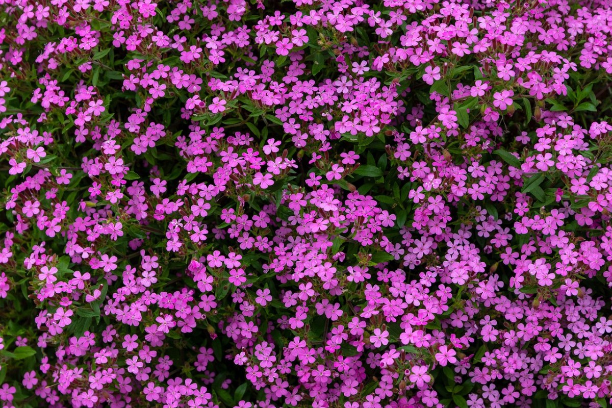 紫色的小花朵背景免费图片