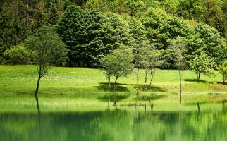 蛇,水蛇,游泳
