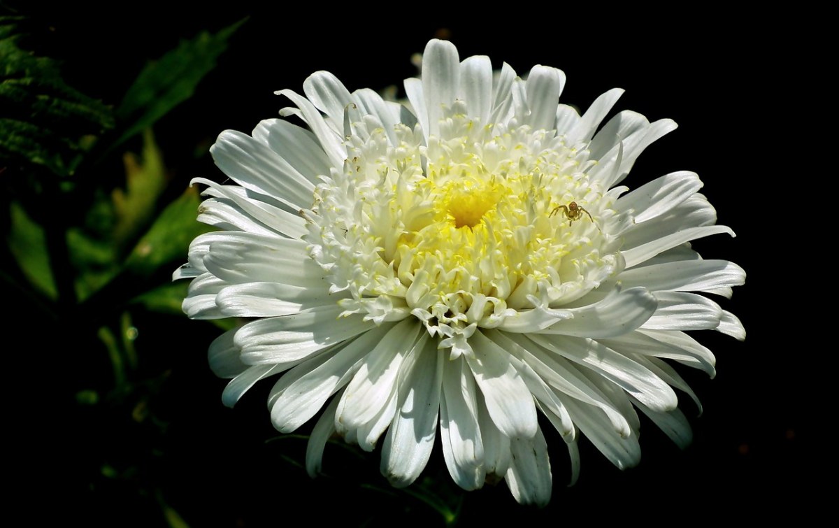 翠菊、花、白免费图片