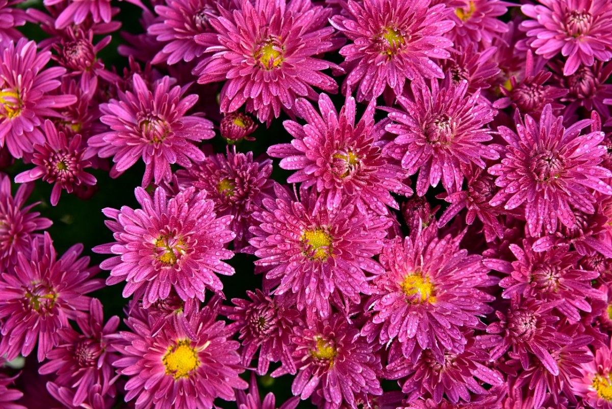 asters,鲜花,粉红色