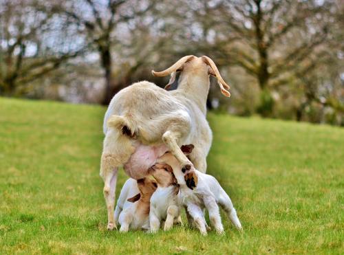 在草地上哺乳的羊