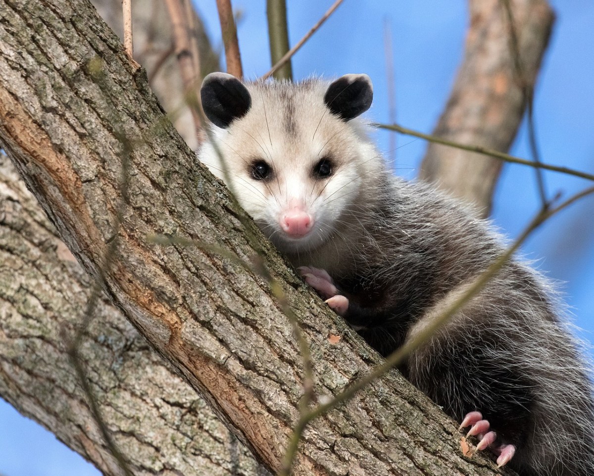 负鼠,possum,野生动物