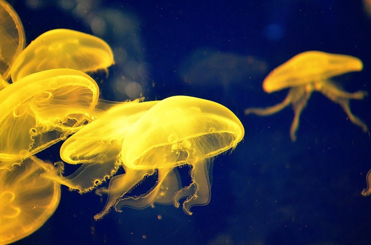 海蜇(水母)免费图片