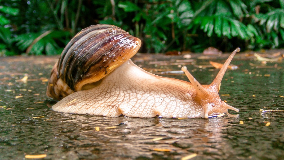 雨后路上的一只蜗牛免费图片