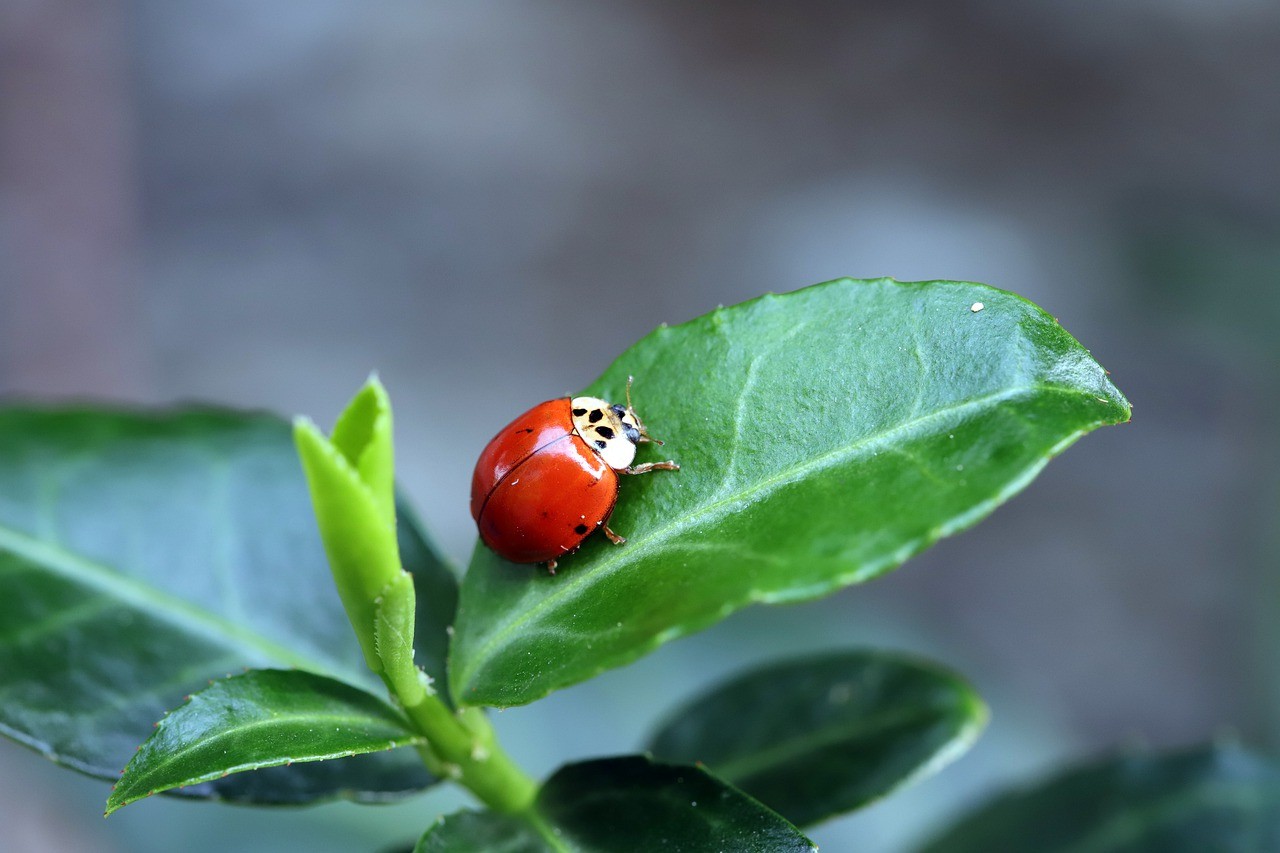 夏天,瓢虫,昆虫