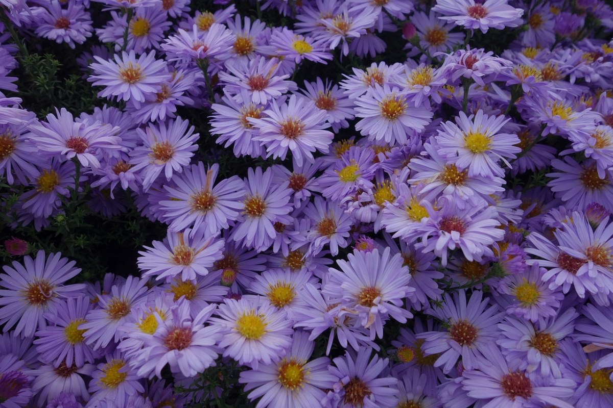 asters,紫,植物