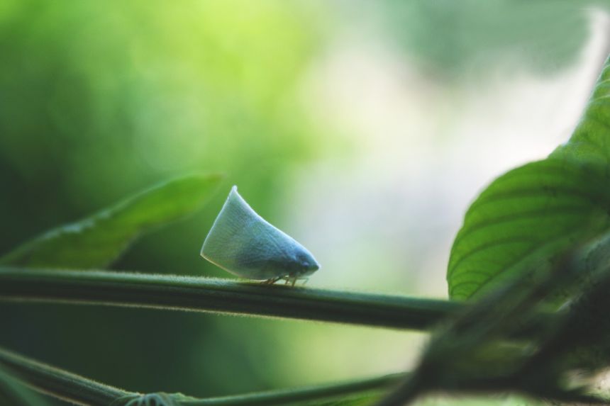 自然,昆虫,翅膀