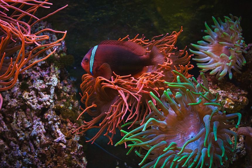 水族馆,珊瑚鱼,尼莫