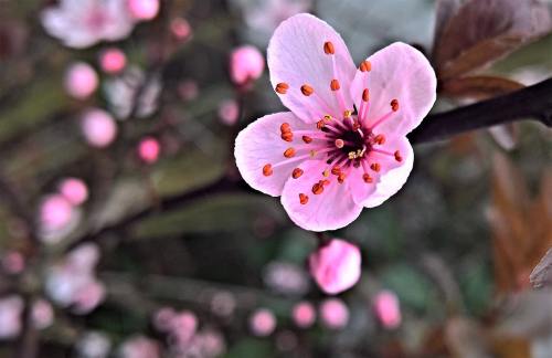 粉红色的花朵花蕊