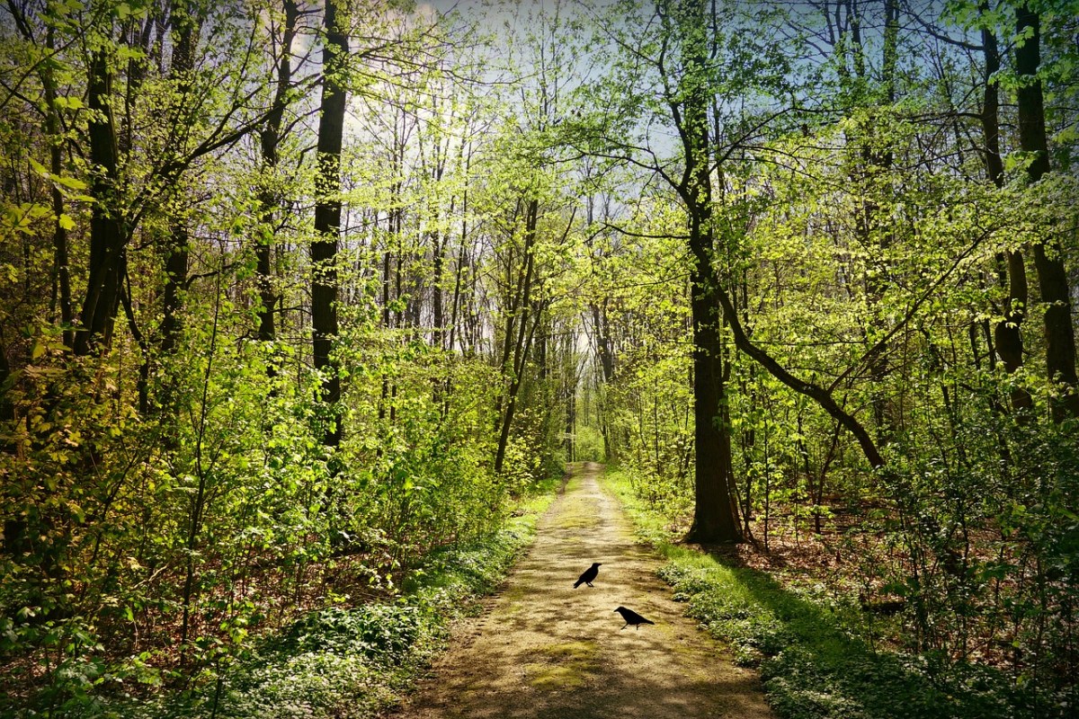 春天树林中的道路免费图片